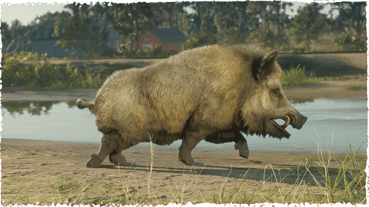 Boar